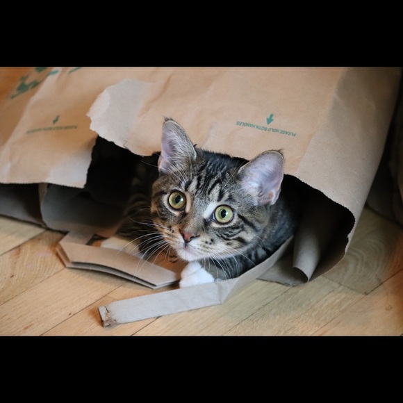 Meet your Posher, Amelia - Picture 3 of 6